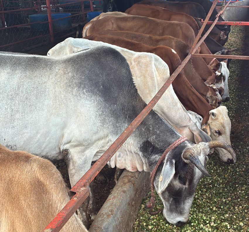 WhatsApp-Image-2025-11-03-at-10.59.59-PM-1